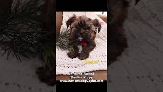 Shorkie Puppy 510 lbs at maturity CooperhttpswwwhomemadepuppiescompuppiesCooperShorkie [upl. by Akinajnat]