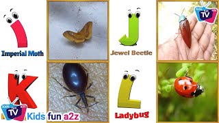 Insects ABC Song  Insects Alphabet Song  Phonics for Kids  Alphabet Letters [upl. by Akinihs]