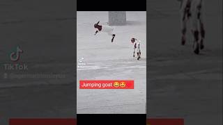 Springende ZiegenJumping goats here 😂🤩 malaysia [upl. by Ahsets]