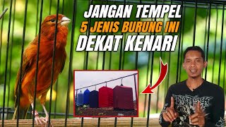 5 Jenis burung yang tidak bagus di dekatkan dengan KENARI‼️ [upl. by Inverson]