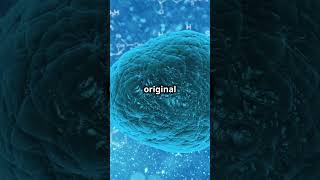 Meiosis Explained in 60 Seconds facts science biology didyouknow microscope EvoMindm2b [upl. by Kamal]