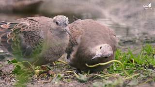 Valentinstag Turteltauben im Zoo Berlin  Valentines Day Turtle doves at Tierpark Berlin [upl. by Blithe]