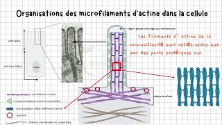 Vidéo 2 Cytosquelette  Les Microfilaments dActine Dévoilés  Structure Agencement et Fonctions [upl. by Vasili542]