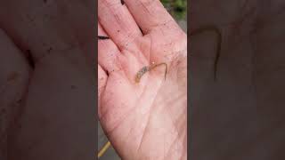 Rat tailed maggot  hoverfly larvae [upl. by Plunkett]