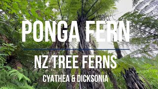 FERNS Tree Ferns PONGA  Cyathea and Dicksonia All you need to know before you grow New Zealand [upl. by Anailil703]