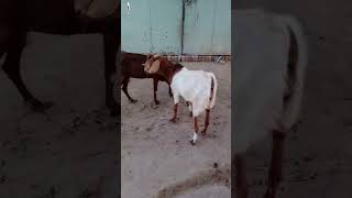 bakrafight cowvideos goat cuteanimal cutegoat babygoats animalshorts babyanimal animalhobby [upl. by Lamahj]