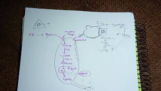 Medullary Hormones Epinephrine Norepinephrine Dopamine Adrenaline Synthesisstoragedegradation [upl. by Ayoj]