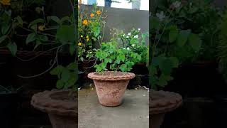 aprajita में ज्यादा फूल पाने का तरीका  aprajita plant caretips aprajita gardening flowers plant [upl. by Airamat]