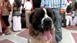 Canines all set to marry at Ansal Plaza Delhi [upl. by Meyers]