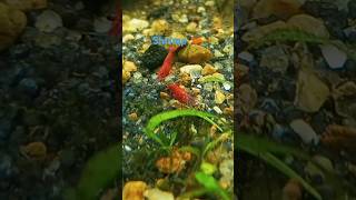 😱🫣 shrimp love trending shorts plantation love song music [upl. by Zanlog]