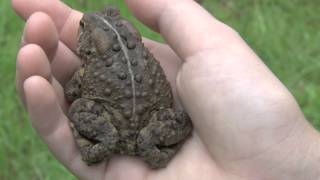 Eastern American Toad Anaxyrus americanus americanus [upl. by Aurelia543]