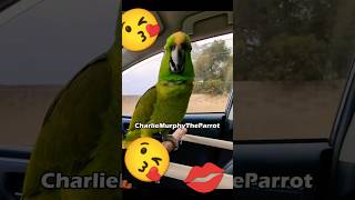 Charlie Murphy the Parrot giving kisses and singing opera parrot birds pets [upl. by Cirilla]