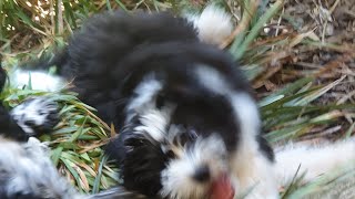 Tilly amp Teddy ep 5 Attack of the fluff pup part 1 [upl. by Connel604]