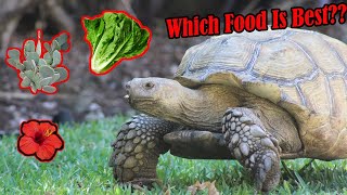 What to Feed Sulcata Tortoises [upl. by Tatman]