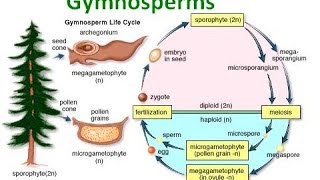 Gymnosperm Notes [upl. by Trinidad]