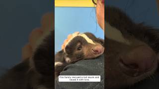 This family rescued a lost skunk and raised it with love animalshorts shortvideo [upl. by Naic]