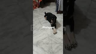 Bholapanlucylife doglover [upl. by Annasiul]