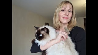 🍀 Tuto Nature du JHM  Lherbe à chat  catnip  Faites bouger votre chat [upl. by Jonie]