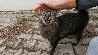 Fluffy cat that talks to me with a extraordinary meow is incredibly cute [upl. by Xella]