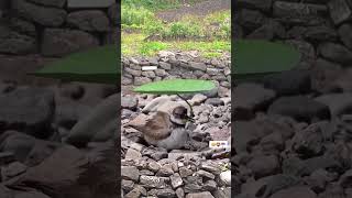 just amazing Bird Nature Relaxation sound youtubeshorts new birds shorts video shorts [upl. by Muldon]