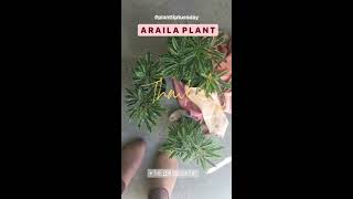 How To Care For A Aralia Plant  Easy Care Tips Great Indoor House Plant Low Light Office Plant [upl. by Oraneg]