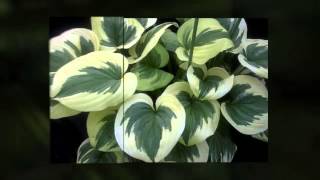 Hard to Find Hostas at the Kingwood Garden Center [upl. by Sybley620]