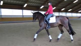 Ingrid Klimke arbeitet Siena just do it offenes Training 250118 Video 8 [upl. by Yram]