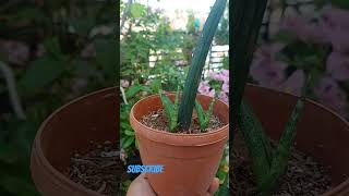 Sansevieria cylindrica propagated from Leaf [upl. by Bil]