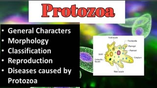 Introduction To Protozoa  Characters  Morphology  Reprodution  Types of protozoa  Diseases [upl. by Priscella658]