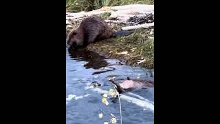 Beaver  moving tree log buildingdam nature [upl. by Sheeb]