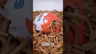 Mealworms DEVOUR a Kinder Surprise  You Wont Believe It shorts mealworms [upl. by Almita203]