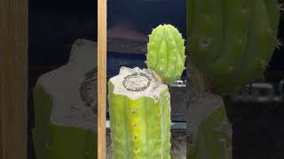 Whats going on with this cactus😮🌵 Trichocereus pachanoi quotSan Pedro Cactusquot 🤔💚 [upl. by Elke]