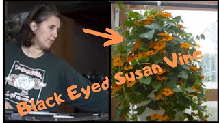 How to Grow Thunbergia Black Eyed Susan Vine From Seed  Indoor Growing [upl. by Peonir]