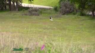 White Tailed Kite Hovering [upl. by Krissie4]