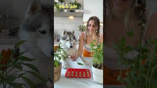 RICETTA del PREMIETTO per CANI che RINFRESCA il loro ALITO🐶🌱😋 ricetta food cibo dogs cani [upl. by Aicac]