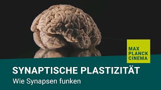 Synaptische Plastizität  wie Synapsen funken [upl. by Hughes]