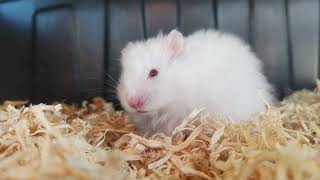 Family of Hamsters  Tamed Hamster [upl. by Phaih]