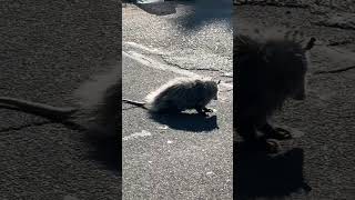 When playing possum goes wrong possum ontheroad michigan deteoit mrroadready [upl. by Meirrak518]