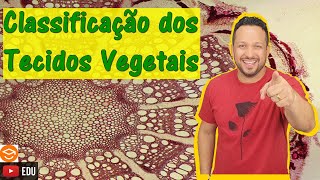 Classificação dos Tecidos Vegetais  Histologia Vegetal  Botânica [upl. by Nazario]