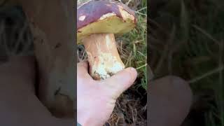 BOLETUS PINICOLA🍄‍🟫😃 [upl. by Korfonta]