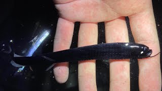 幻の深海魚ホテイエソの捕獲に成功？生きている映像はここでしか見れません！ [upl. by Ludly770]