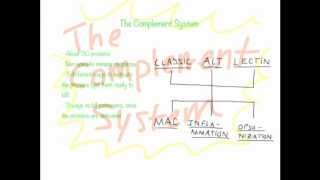 Complement System Overview [upl. by Niki]