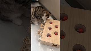 Funny Cat 😂😂 music cat cats babycat funny viralvideo [upl. by Macrae]