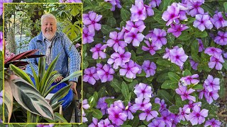 PERVENCHE DE MADAGASCAR FLEUR D’ÉTÉ amp D’INTÉRIEUR PRÉCIEUX MÉDICAMENT… Le Quotidien du Jardin N°295 [upl. by Eitsirhc]