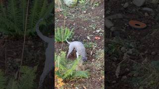 He’s digging what did he find dog dig digging lagottoromagnolo lagotto sully [upl. by Lenahs]