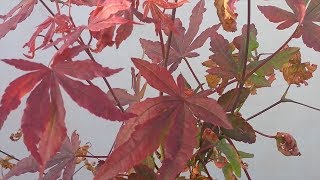 Atropurpureum Maple Bonsai Tree [upl. by Eihcir]