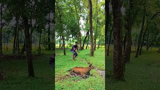 Deer catching in the forest vfx deer wildlife shortsvirals treanding 3 vfx deer [upl. by Riada]