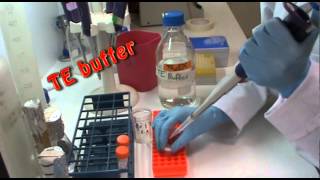 DNA extraction in the lab [upl. by Loris]