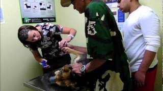 Veterinarian Dog Aggression  DOG INTERVENTION Dog Whispering BIG CHUCK MCBRIDE [upl. by Powel]