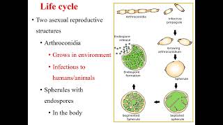 Coccidioidomycosis I Coccidioides immitis I Medical mycosis I Medical microbiology I [upl. by Josephine743]